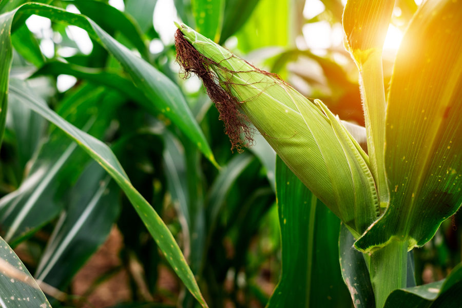 transgenic-corn-canadian-corn-pest-coalition-ccpc