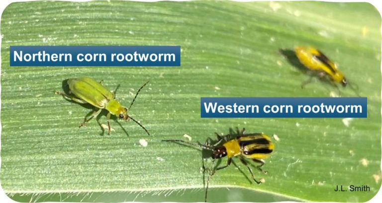 Corn Rootworm Canadian Corn Pest Coalition Ccpc