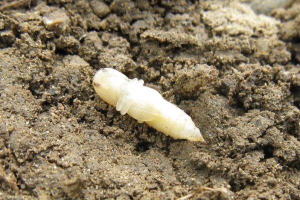 Corn rootworm Pupa - Jocelyn Smith
