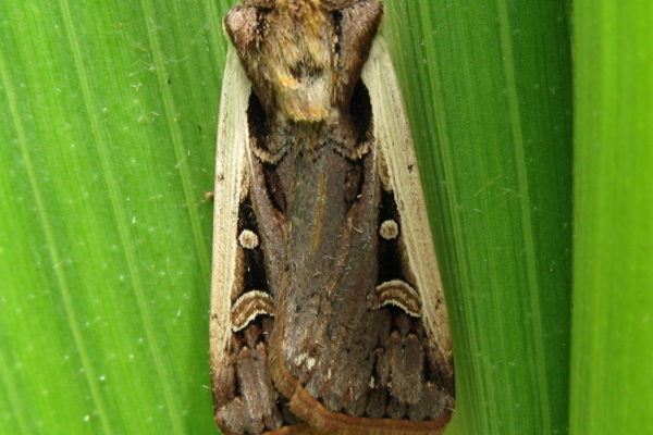WBC Moth JLSmith
